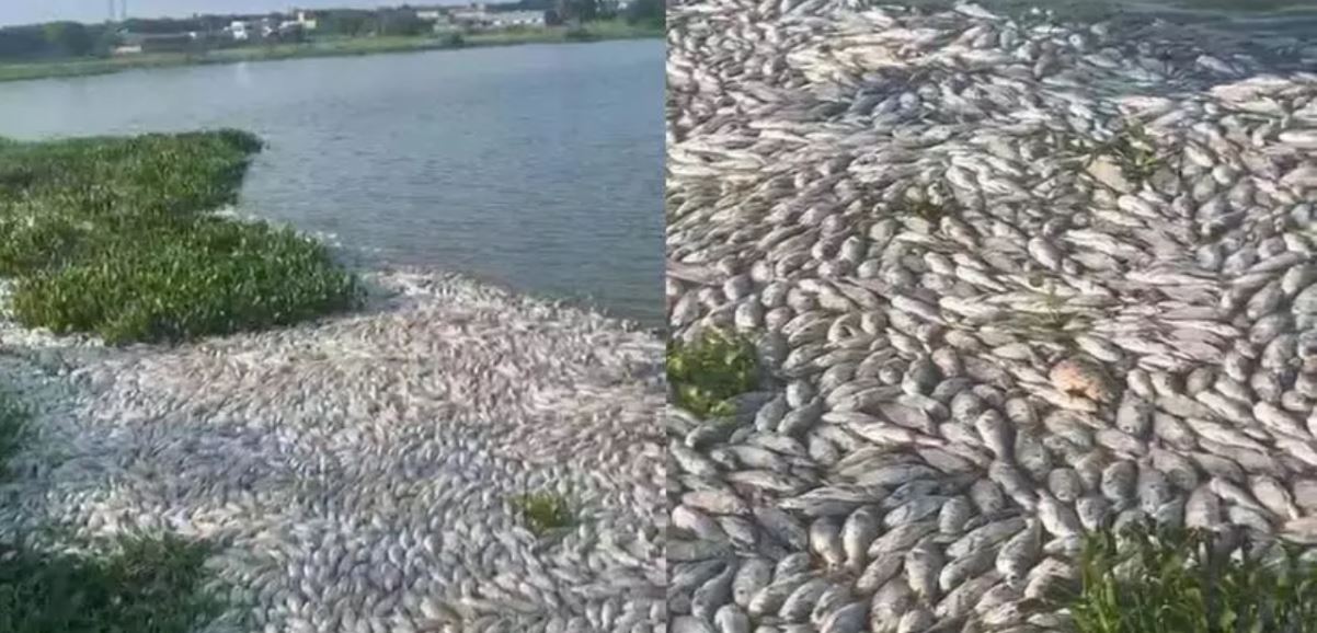 10 tons of fish died in Telangana lake, fishermen demanded to stop water pollution